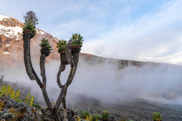 Best Time to Climb Mount Kilimanjaro: Seasons, Weather & Tips
